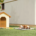 Cozy Residential Building Exterior With Wooden Dog House Dog Lying On Grass And Orange Tree