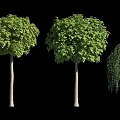 Three Trees With Round Canopy Straight Trunks Weeping Branches Dense Green Leaves On Black Background 3d model