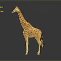 Giraffe Standing With Long Neck And Brown White Spots On Gray Background