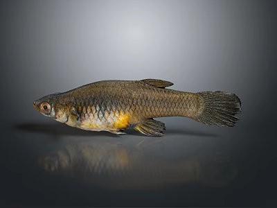 Brownish Fish With Yellow Abdomen And Scales Isolated On Dark Background 3d model