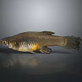 Brownish Fish With Yellow Abdomen And Scales Isolated On Dark Background