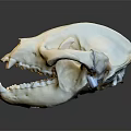White Animal Skull With Sharp Teeth And Reflection On Dark Background Surface