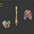 3D Human Skeleton Anatomical Model Featuring Pelvic Bone Spinal Column And Rib Cage 3d model