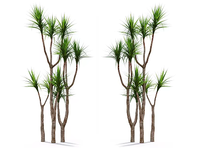 Tropical Dracaena Plants With Green Leaves And Slender Brown Trunks For Indoor Decor 3d model