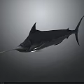 Swordfish With Silver Streamlined Body Long Bill And Dorsal Fin In Dark Background