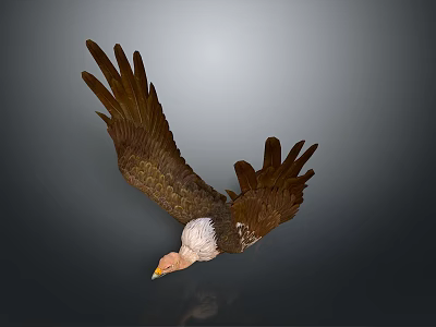 Majestic Eagle With White Head And Brown Wings Spreading In Flight 3d model