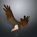 Majestic Eagle With White Head And Brown Wings Spreading In Flight