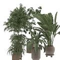 Indoor Decorative Plant Arrangement With Various Green Plants And Neutral Ceramic Pots