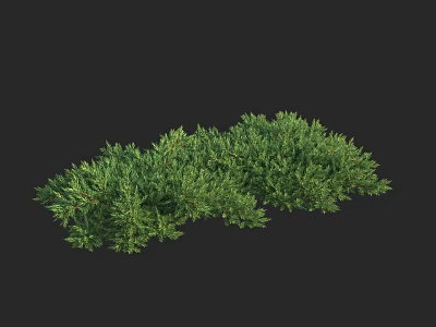 Lush Green Shrub With Dense Foliage And Vibrant Evergreen Leaves 3d model