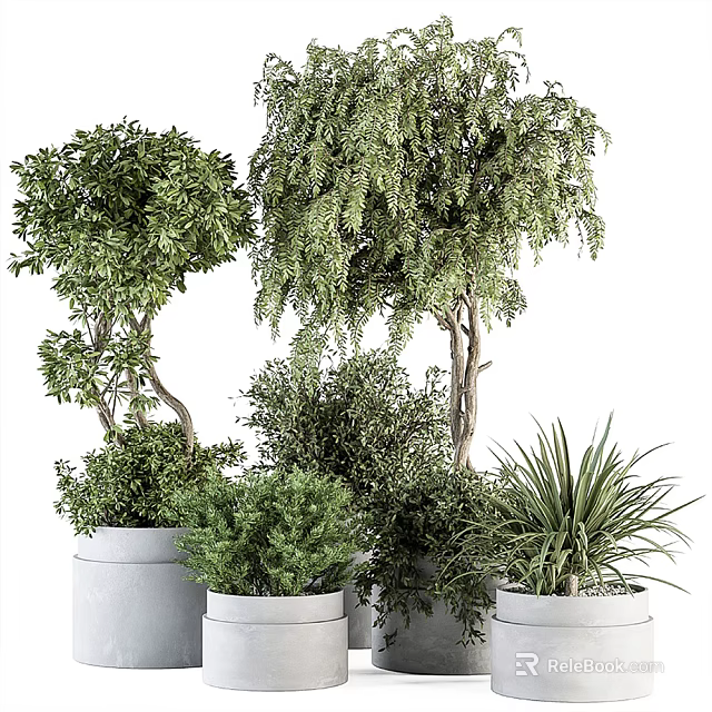 Various Types of Bonsai Plants with Green Foliage in White Pots 3d model 