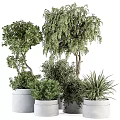 Various Types of Bonsai Plants with Green Foliage in White Pots
