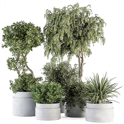 Various Types of Bonsai Plants with Green Foliage in White Pots 3d model