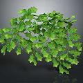 Lush Green Ivy Plant With Vibrant Leaves And Cascading Branches