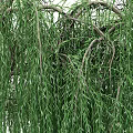 Willow Trees With Graceful Drooping Branches And Lush Green Foliage In Garden
