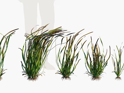 Different Sizes of Green Herb Plants With Soil Covered Roots Showcasing Growth Stages 3d model