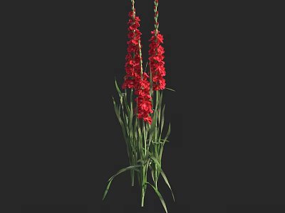 Vibrant Red Flowers With Green Leaves And Tall Stems On Black Background 3d model