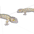 Two Spotted Reptile Geckos With Yellow Eyes On Light Background