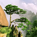 Tall Pine Tree in Mountain Landscape With Large Rock And Misty Clouds And Green Vegetation