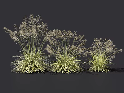 Three Different Sizes of Ornamental Grass with Green Leaves and Spikelets on Dark Background 3d model