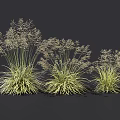 Three Different Sizes of Ornamental Grass with Green Leaves and Spikelets on Dark Background