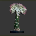 Unique Cactus Plant with Fan Shaped Pink Edged Leaves in Blue Pot