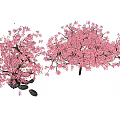 Beautiful Pink Cherry Blossom Bonsai Plants With Decorative Stones For Home Decor