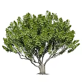 Various Arbor Trees With Weeping Willow And Round Crown Shapes And Green Foliage For Landscaping