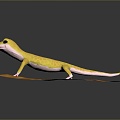 Lizard Anime Lizard Chameleon Cartoon Lizard Reptile Cold Blooded Animal Reptile Reptile Class 3d model