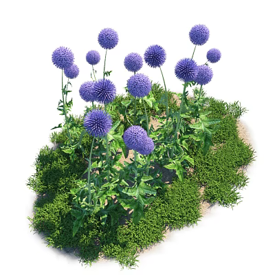 Vibrant Purple Spherical Flowers With Green Leaves And Lush Grass In Garden 3d model