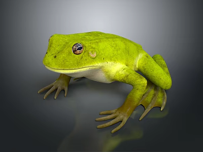 Green Reptile 3D Model with Detailed Skin and Large Eyes on Gray Background 3d model