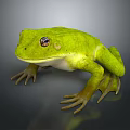Frog Poison Frog Game Frog Reptile Cold Blooded Animal Reptile 3d model