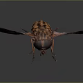 Detailed Striped Fly With Transparent Wings And Compound Eyes On Dark Background