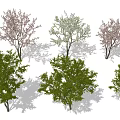 Different Types of Trees with Pink White Blooms and Green Foliage