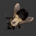 Highly Detailed 3D Bee Model With Realistic Wings And Textured Body