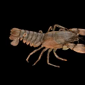 Detailed Brown Crayfish With Large Claws And Hard Exoskeleton Isolated On Black Background