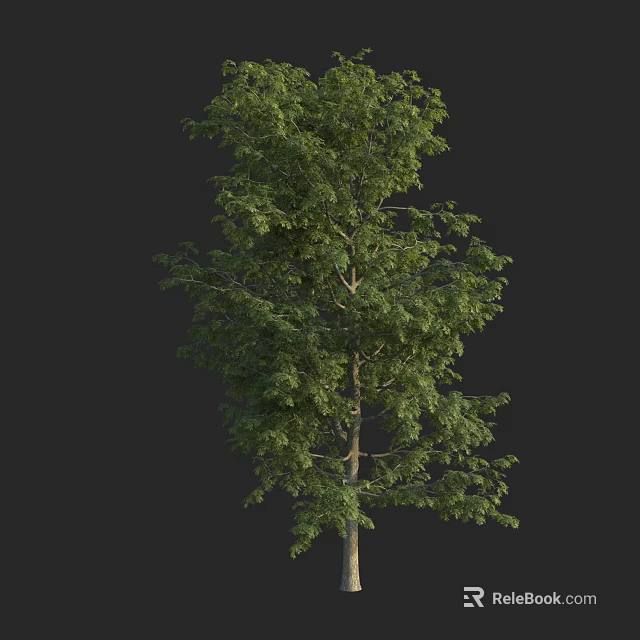 Tall Arbor Tree With Lush Green Foliage And Straight Trunk 3d model