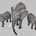 Three African Elephants Adult And Young With White Tusks On Gray Background