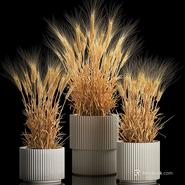 Golden Wheat Potted Plants In White Ribbed Pots On Black Background 3d model 