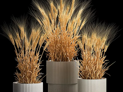 Golden Wheat Potted Plants In White Ribbed Pots On Black Background 3d model
