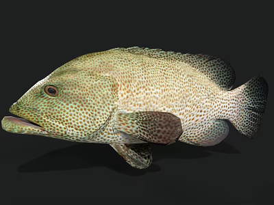Spotted Green Grouper With Shiny Scales Oval Body Large Mouth And Dark Fins 3d model