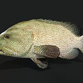 Spotted Green Grouper With Shiny Scales Oval Body Large Mouth And Dark Fins