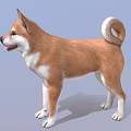 Shiba Inu Standing With Brown White Fur Curled Tail And Tongue Out On Blue Background