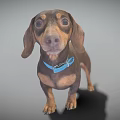 Dachshund Dog With Brown Coat And Blue Collar In Standing Pose On Neutral Background