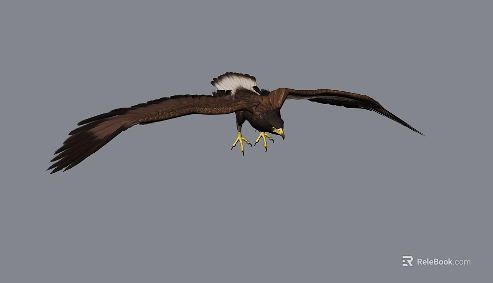 Majestic Eagle Flying with Brown Wings White Tail Feathers and Yellow Talons Extended in Flight 3d model 