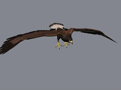 Modern Eagle 3d model