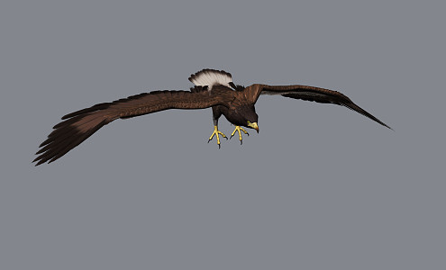 Modern Eagle 3d model