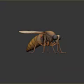 Realistic 3D Fly Model with Orange Body Transparent Wings and Large Eyes