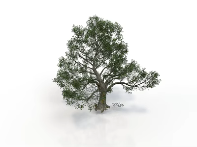 Tall Arbor With Lush Green Foliage And Strong Trunk In Natural Environment 3d model