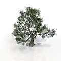 Tall Arbor With Lush Green Foliage And Strong Trunk In Natural Environment