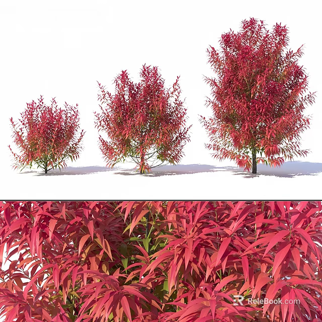 Vibrant Red Leaf Ornamental Trees In Different Sizes With Detailed Foliage 3d model 